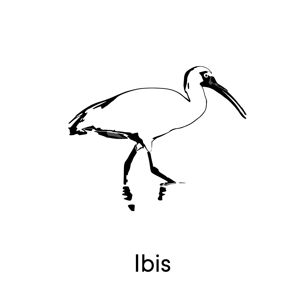 Ibis